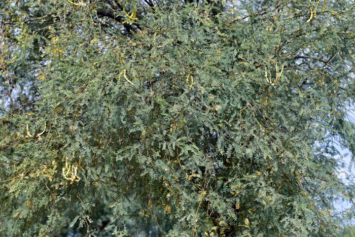 Western Honey Mesquite has fruit that is a mostly straight, smooth (glabrous) slender pod that is slightly narrowed between the internal seeds. Prosopis glandulosa var. torreyana